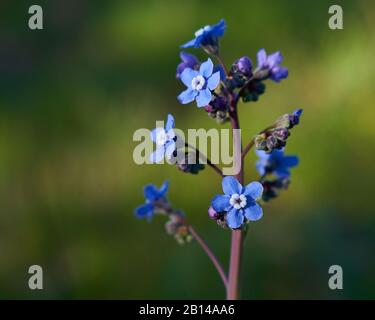 Blue Pacific Hound's Tongue wildflowers fiorisce all'aperto nel mese di febbraio al Foothill Regional Park di Windsor, California. Foto Stock