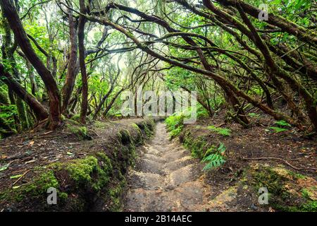 Sentiero escursionistico a Tenerife attraverso la foresta incantata di alloro Foto Stock