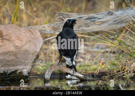 Un currawong maturo pied si trova in piedi, alla ricerca di minacce all'indietro sul bordo del suo foro di guerra preferito a Undarra in Queensland, Australia Foto Stock