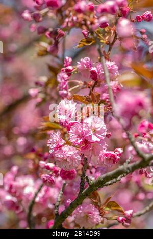 Rosa luminoso di fiori di ciliegio fiori. Foto Stock