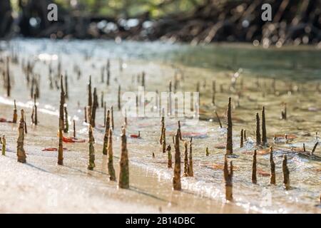 Giovani germogli di mangrovie nella zona di marea del mare Foto Stock