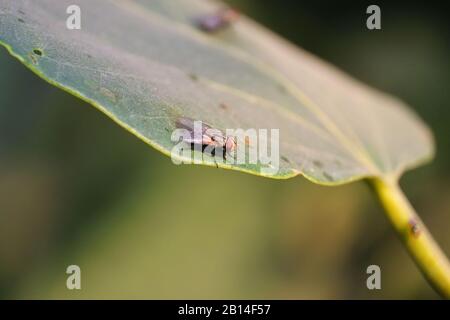 housefly riposo su verde glossary 'foglia in estate al prato giorno, housefly chiudere , insetto immagini Foto Stock