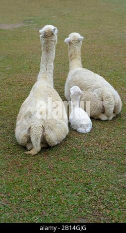 Una famiglia di alpaca, con il bambino in mezzo, seduto su prato verde. Foto scattata da dietro. Foto Stock