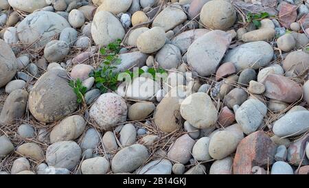 Fondo di pietre arrotondate, con erba secca in mezzo, e alcune piante verdi che crescono. Foto Stock