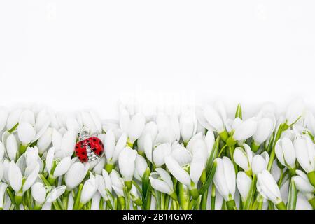 delicate gocce di neve disposte come file su sfondo bianco primo del concetto di festa di marzo Foto Stock