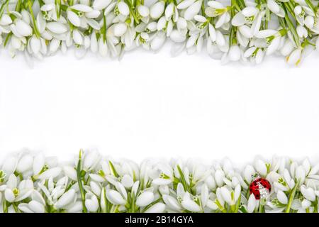 delicate gocce di neve disposte come file su sfondo bianco primo del concetto di festa di marzo Foto Stock