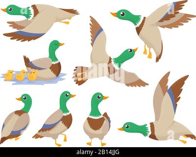 Anatre selvatiche. Mallard anatra, cute volare oca e verde testa piscina canard isolato cartone animato vettore illustrazione Illustrazione Vettoriale