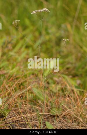 Caraway whorled, Carum verticillatum, in fiore in erba acida. Foto Stock