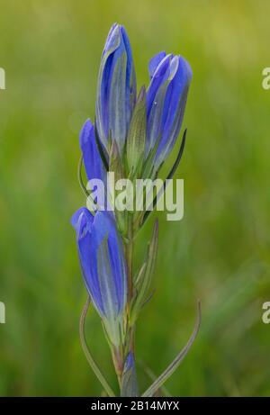 Marsh Gentian, Gentiana pneumonanthe, in fiore su brughiera bagnata. Autunno. Con uova della farfalla blu Alcon, Cherbourg. Foto Stock