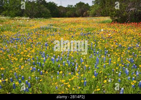Fiori selvatici in primavera al Willow City Loop in Hill Country vicino a Fredericksburg, Texas, Stati Uniti Foto Stock