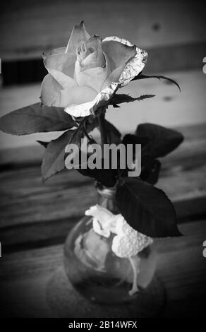 Rosa ibrida in vaso di vetro. Una rosa con petali metallici. Cuore decorativo sul vaso. Foto in bianco e nero Foto Stock