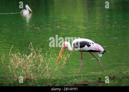 singolo di pesce pescato pelicano dal fiume lago. Pelican uccello sfondo , sfondo Foto Stock