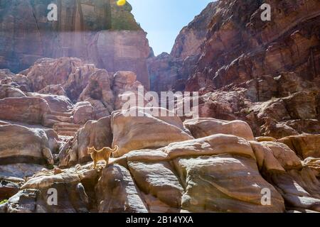 Maschio gatto si affaccia sulle scogliere di Petra, Giordania. Inizio febbraio, vista invernale. Cielo blu senza nuvole visto dalla strada principale, strada Delle Facciate Foto Stock