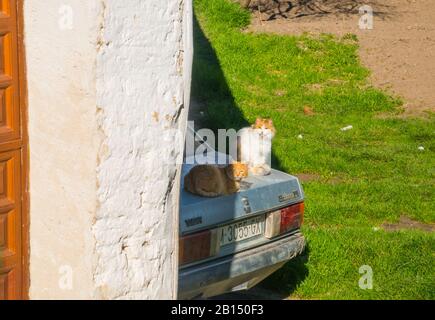 Due gatti sulla vecchia auto. Foto Stock