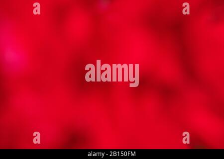 sfondo astratto : estate colori colorati tonalità sognanti bella fiore rosso gradazione di colore con polline sfondo sfocato Foto Stock