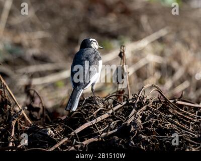 Una wagtail nera, una sottospecie di wagtail bianca che si trova nell'estremo Oriente, Motacilla alba lugens, si erge su un mucchio umido di fango e materia vegetale in un Foto Stock
