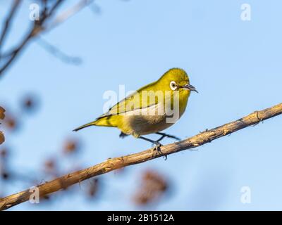 Carino piccolo giapponese bianco-occhio, Zosterops japonicus, perches in un albero in una giornata di sole luminoso a Kanagawa, Giappone. Foto Stock