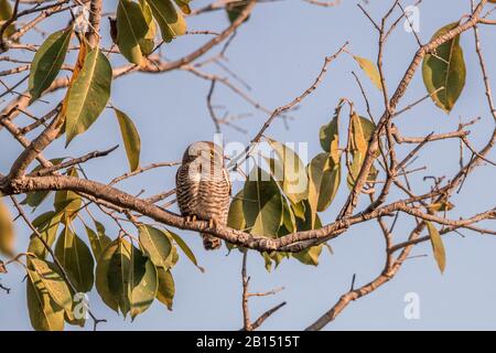 Jungle owlet seduto sul tronco dell'albero e riposando al Parco Nazionale di Bandhavgarh Foto Stock