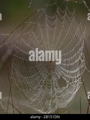 Ragno giardino europeo, Araneus diadematus su una dewy orb-web su heathland, mattina presto. Foto Stock