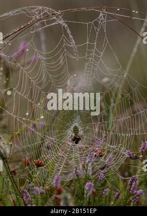 Ragno vespa femmina, Argiope bruennichi, sul suo orb-web su una dewy mattina presto. Foto Stock