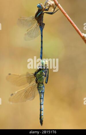 Epaulet Skimmer (Orthetrum chrysostigma), coppia di accoppiamento con skimmer dalla coda nera, Spagna, Andalusia, Huelva Foto Stock