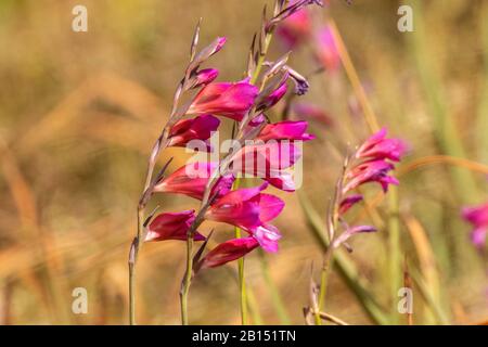 Marsh gladiolus (Gladiolus palustris), fiori rosa, vista laterale, Spagna, Isole Baleari, Maiorca Foto Stock