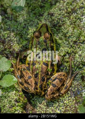 Rana commestibile, Pelophylax kl. Esculentus, in fosso anduckweed-riempito, estate. Bretagna. Foto Stock