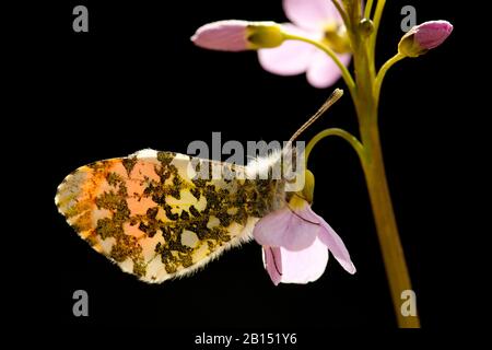 Arancione-punta (anthocharis cardamines), maschio su cuckooflower, Germania Foto Stock