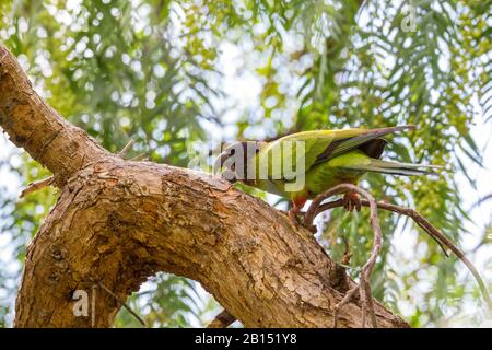 Nanday conure (Aratinga nenday, Nandayus nenday), perches su un ramo e nibbling alla corteccia, vista laterale, Isole Canarie, Tenerife Foto Stock