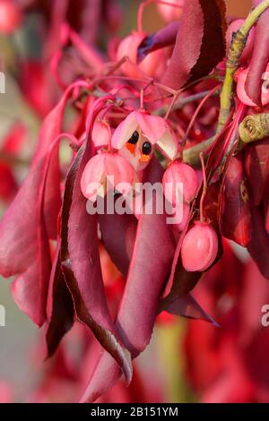 Spindelstrauch (Euonymus Grandiflorus "Vino Rosso", Euonymus Grandiflorus Vino Rosso), Cultivar Vino Rosso Foto Stock