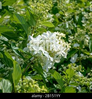 Panicle hydrangea (Hydrangea paniculata "Great Star", Hydrangea paniculata Great Star), cultivar Great Star, Germania Foto Stock