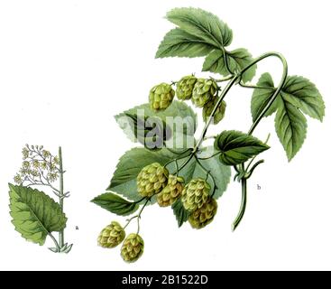 Luppolo o luppolo comune, Humulus lupulus, Hopfen, houmblon ou houmblon gripant, (libro botanica, 1909) Foto Stock