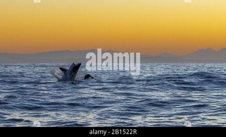 Grande squalo bianco (Carcharodon carcharias, Carcharodon rondeletii), salta fuori dal mare, Sud Africa, False Bay Foto Stock
