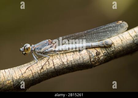 Boulder Jewel, Platycypha fitzsimonsi (Platycypha fitzsimonsi), femmina seduto su un ramo, vista laterale, Sud Africa, Mpumalanga Foto Stock