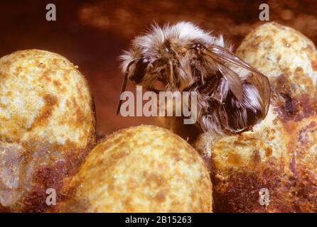 Ape bumble dalla coda rossa (Bombus lapidarius, Pyrobombus lapidarius, Aombus lapidarius), appena schiantato dal bozzolo, nido, Germania Foto Stock