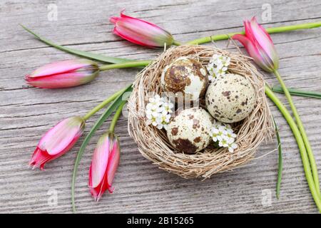 Prugna europea (Prunus domestica), nido con uova di quaglie e fiori di prugna e tulipani, decorazione di pasqua, Svizzera Foto Stock