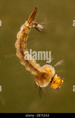 Zanzara (Aedes maculatus), larva in acqua, Germania, Baviera Foto Stock