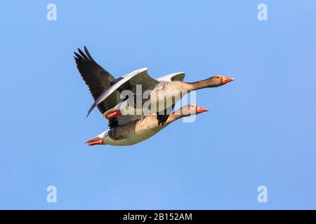 Oca grylag (Anser anser), coppia volante, vista laterale, Germania, Baviera Foto Stock