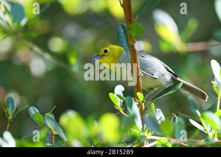 Orditoio giallo (Teretistris fernandinae), si trova su un ramo, Cuba, Zapata National Park Foto Stock