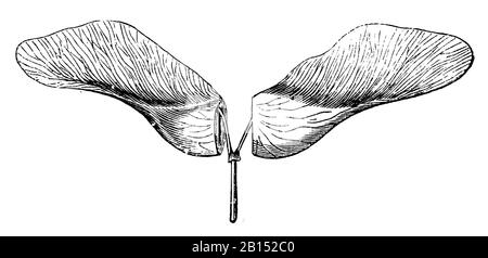 Acero norvegese, platanoidi Acer, Spitzahorn: Flügelfrucht, aereo Éraable, anonym (libro botanica, 1897) Foto Stock