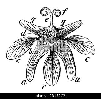 Acero norvegese, platanoidi Acer, Spitzahorn: Blüte, aereo Éraable, anonym (libro botanica, 1897) Foto Stock