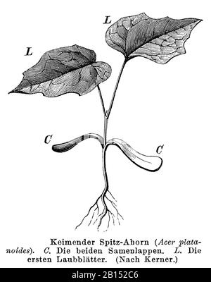 Acero norvegese, platanoidi Acer, Spitzahorn: Keimling, aereo Éraable, anonym (libro botanica, 1892) Foto Stock