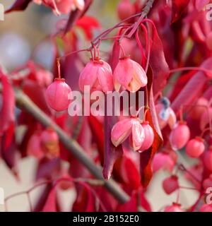 Spindelstrauch (Euonymus Grandiflorus "Vino Rosso", Euonymus Grandiflorus Vino Rosso), Cultivar Vino Rosso Foto Stock