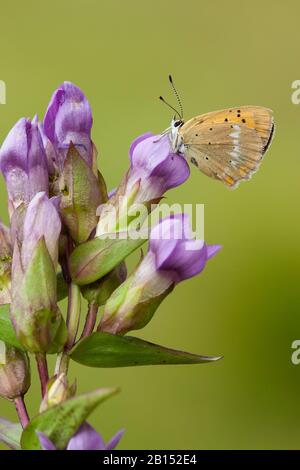 Il rame scarso (Heodes virgaureae, Lycaena virgaureae, Chrysophanus virgaureae), si trova su un fiore violetto, Svizzera, Vallese Foto Stock