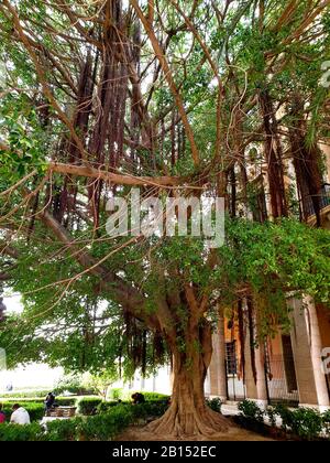 Fig. (Spec. Ficus), vecchio fico, Spagna, Isole Baleari, Maiorca Foto Stock