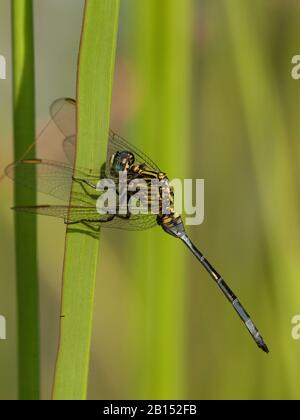 Epaulet Skimmer (Orthetrum crisostigma), maschio a lama d'erba, vista laterale, Gambia Foto Stock
