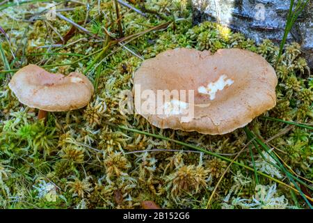 Fenugreek milkcap (Lactarius helvus), due corpi fusanti in muschio, Germania, Meclemburgo-Pomerania occidentale Foto Stock