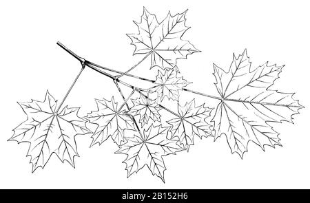 Acero norvegese, platanoidi Acer, Spitzahorn: Blättermosaik, aereo Éraable, (libro botanica, 1888) Foto Stock