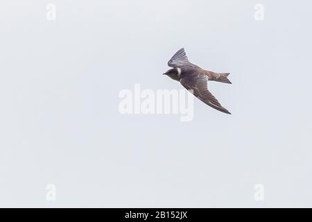Viola martin (Progne subis), in volo, Azzorre Foto Stock