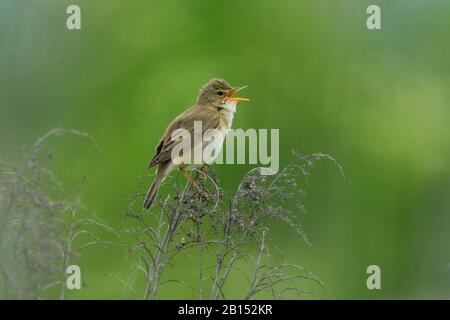 Marsh Warbler (Acrocephalus palustris), cantando maschio su un belvedere, vista laterale, Germania, Baviera, Erdinger Moos Foto Stock